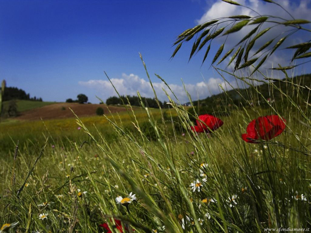 Sfondo amore natura